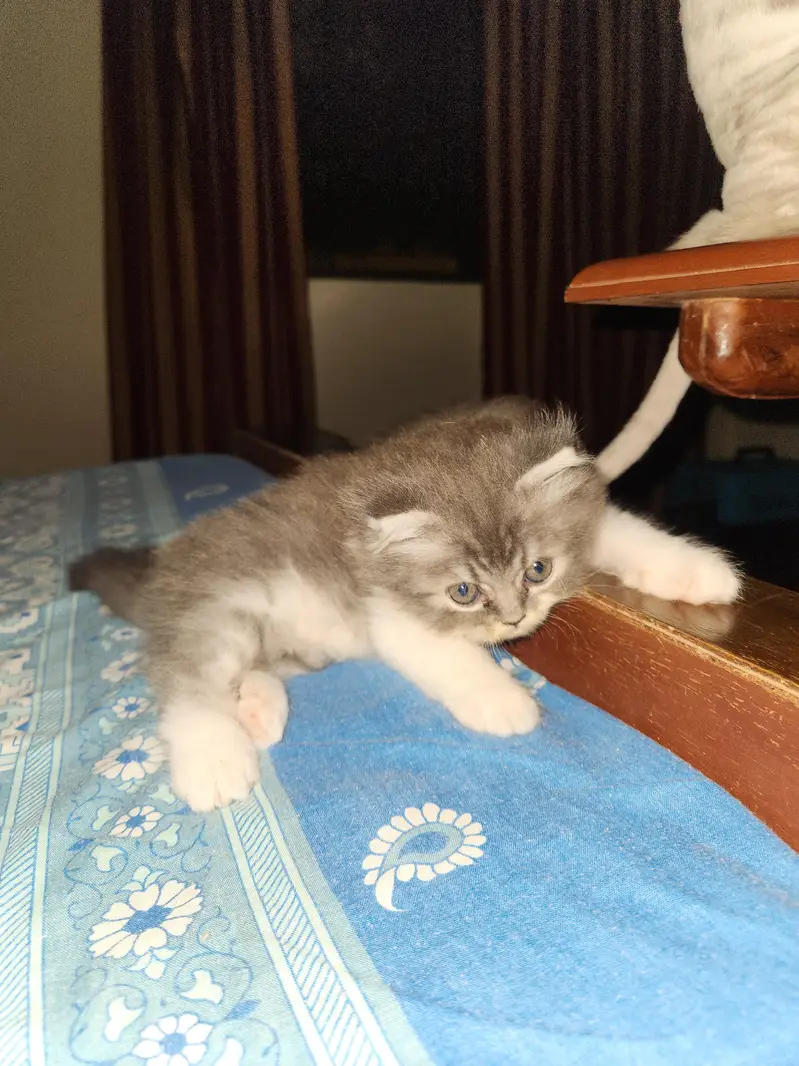 persian cats — photo 2