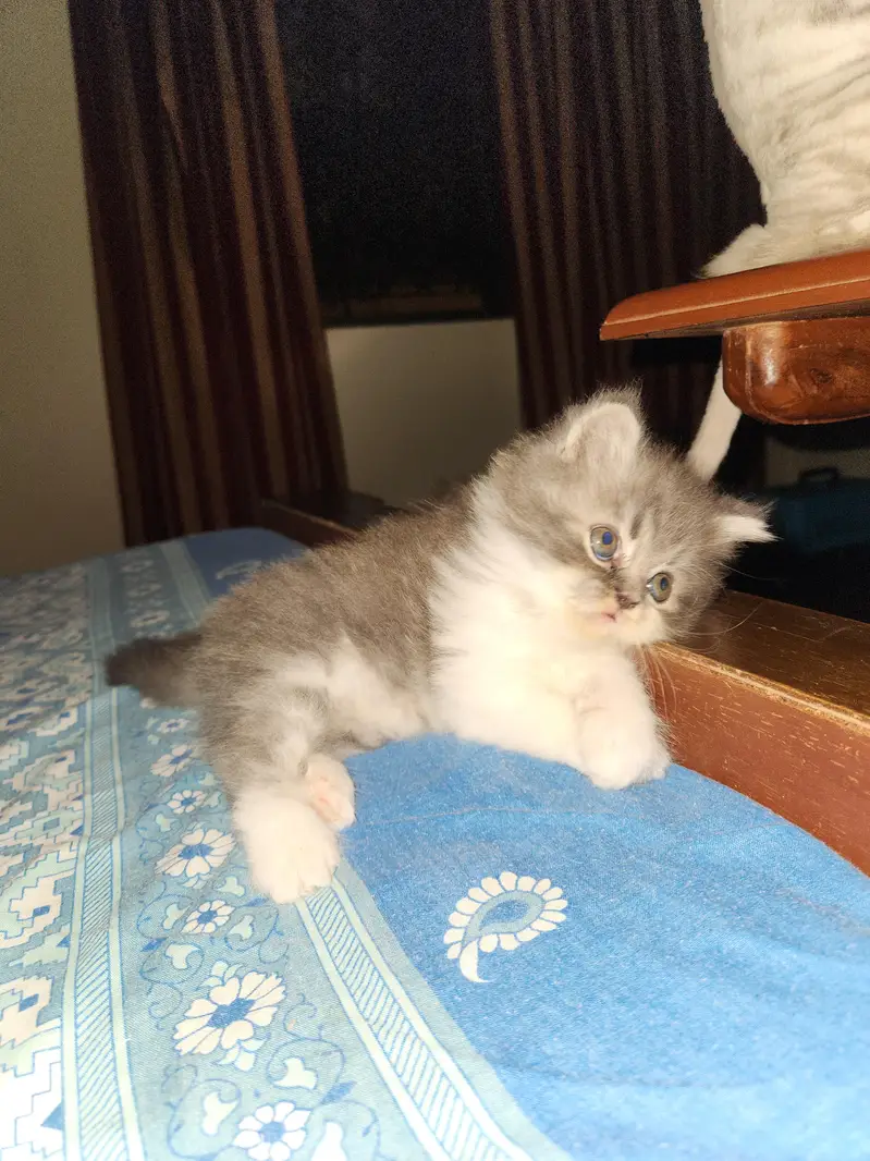 persian cats — photo 3