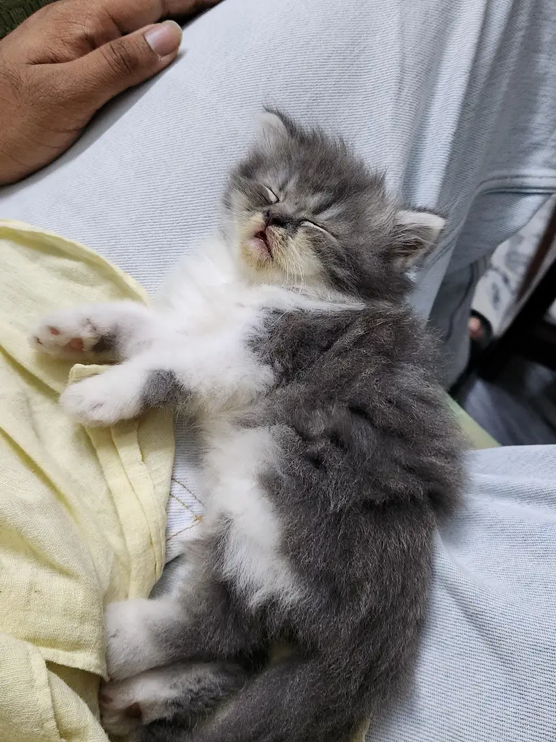 persian cats — photo 4
