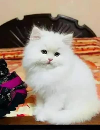 Persian cat for sale 2 month age available