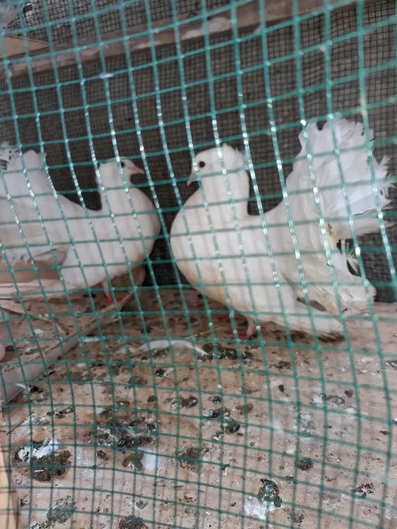 lakkah kabutar — photo 6