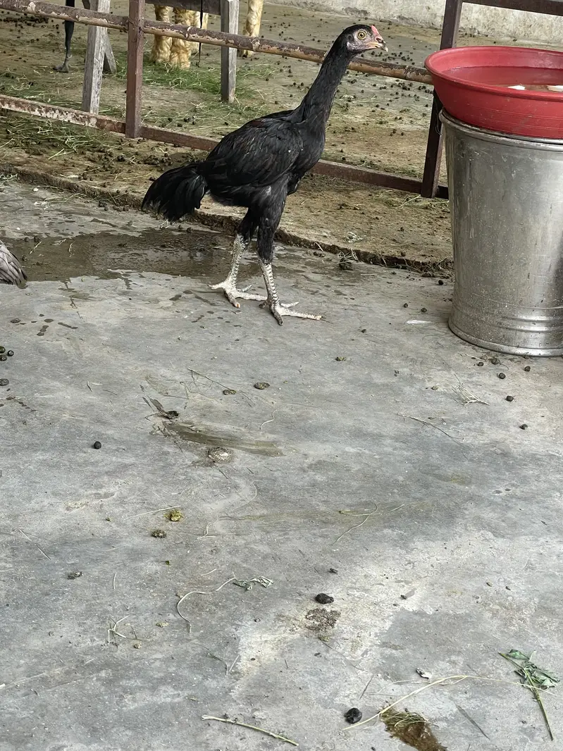 Aseel murga patha pathi — photo 2