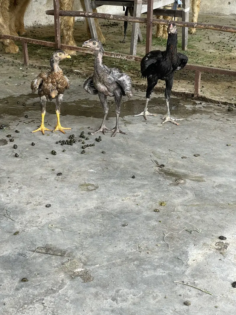 Aseel murga patha pathi — photo 3