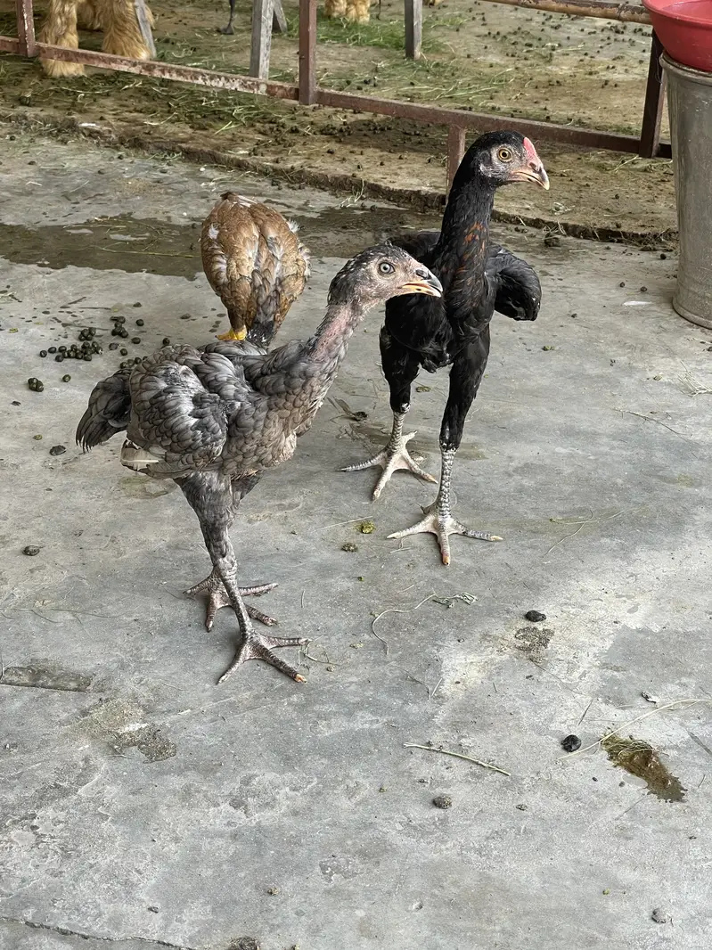 Aseel murga patha pathi — photo 4