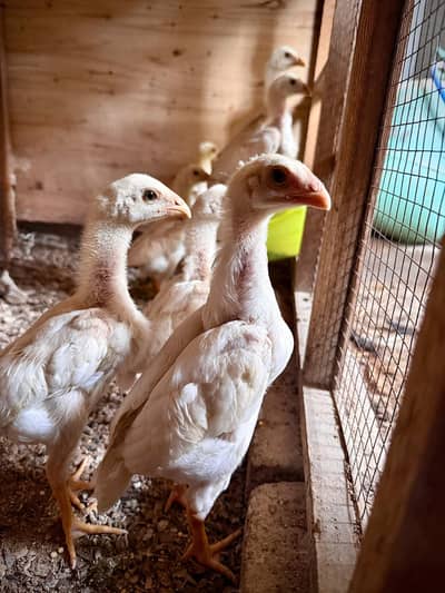 pure blood line White shamo and heavy buff chicks