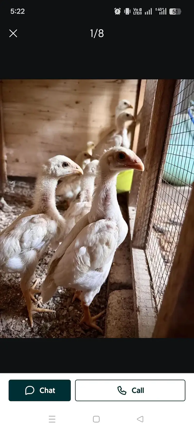 pure blood line White shamo and heavy buff chicks — photo 2