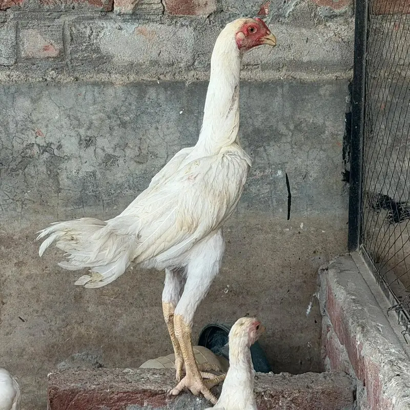 pure blood line White shamo and heavy buff chicks — photo 3