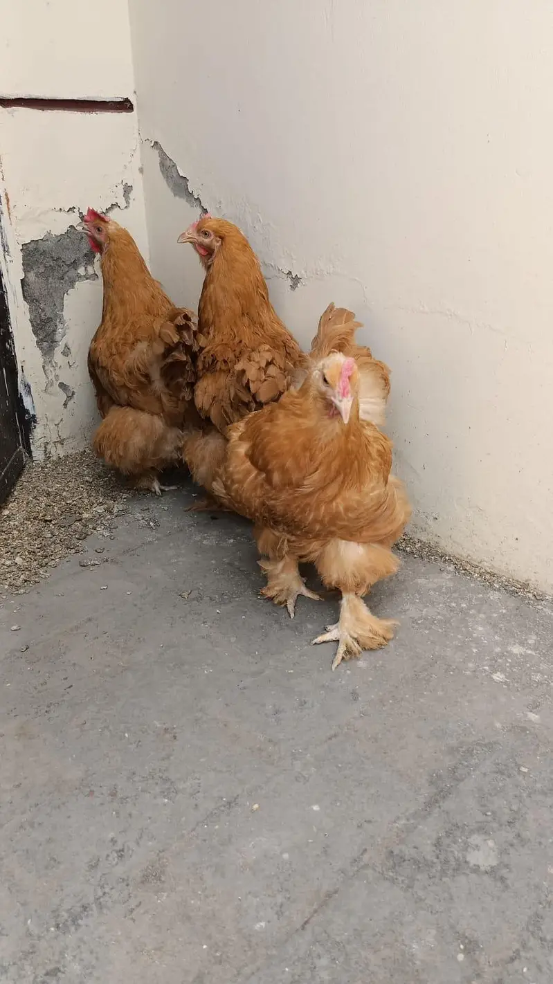pure blood line White shamo and heavy buff chicks — photo 4