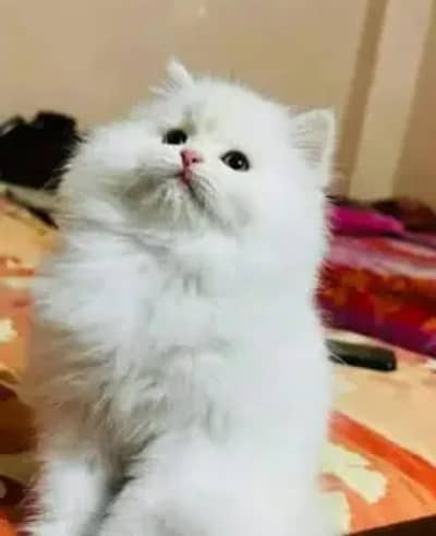 Persian cat for sale 2 month age available