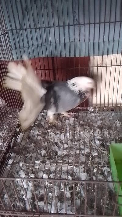 fantile breeder male for sell call or watsapp 0312/496/21/95