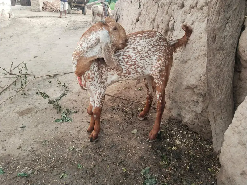 desi Bakra for Sale Mashallah Call 03490704921 — photo 2