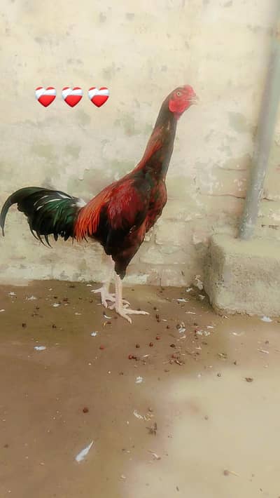 1aseel murga+2 murgian+2choze