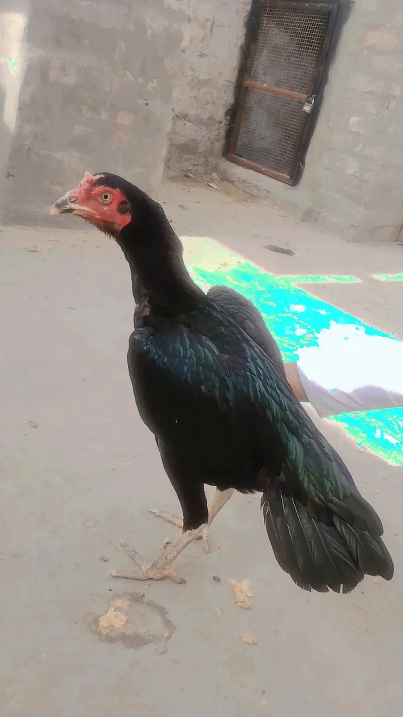 1aseel murga+2 murgian+2choze — photo 4