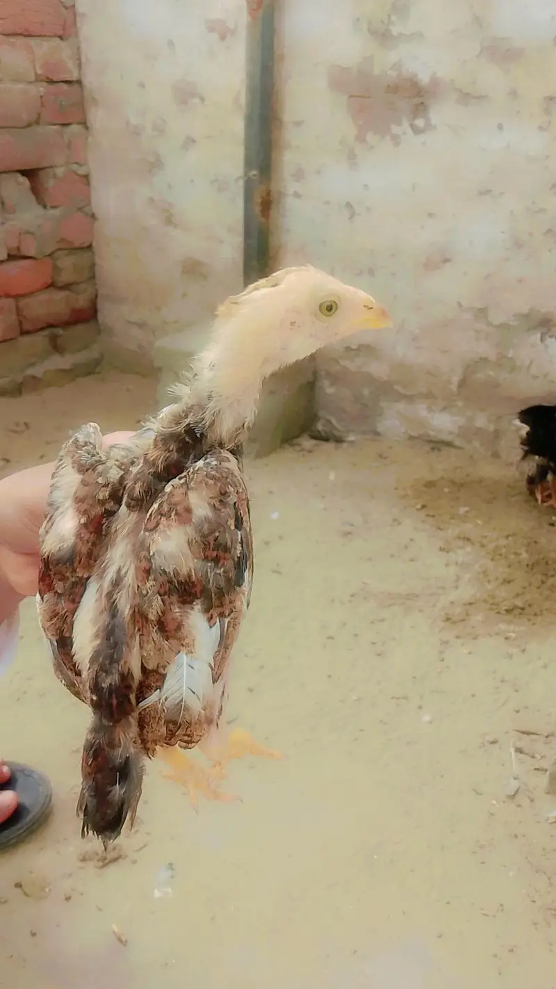1aseel murga+2 murgian+2choze — photo 7