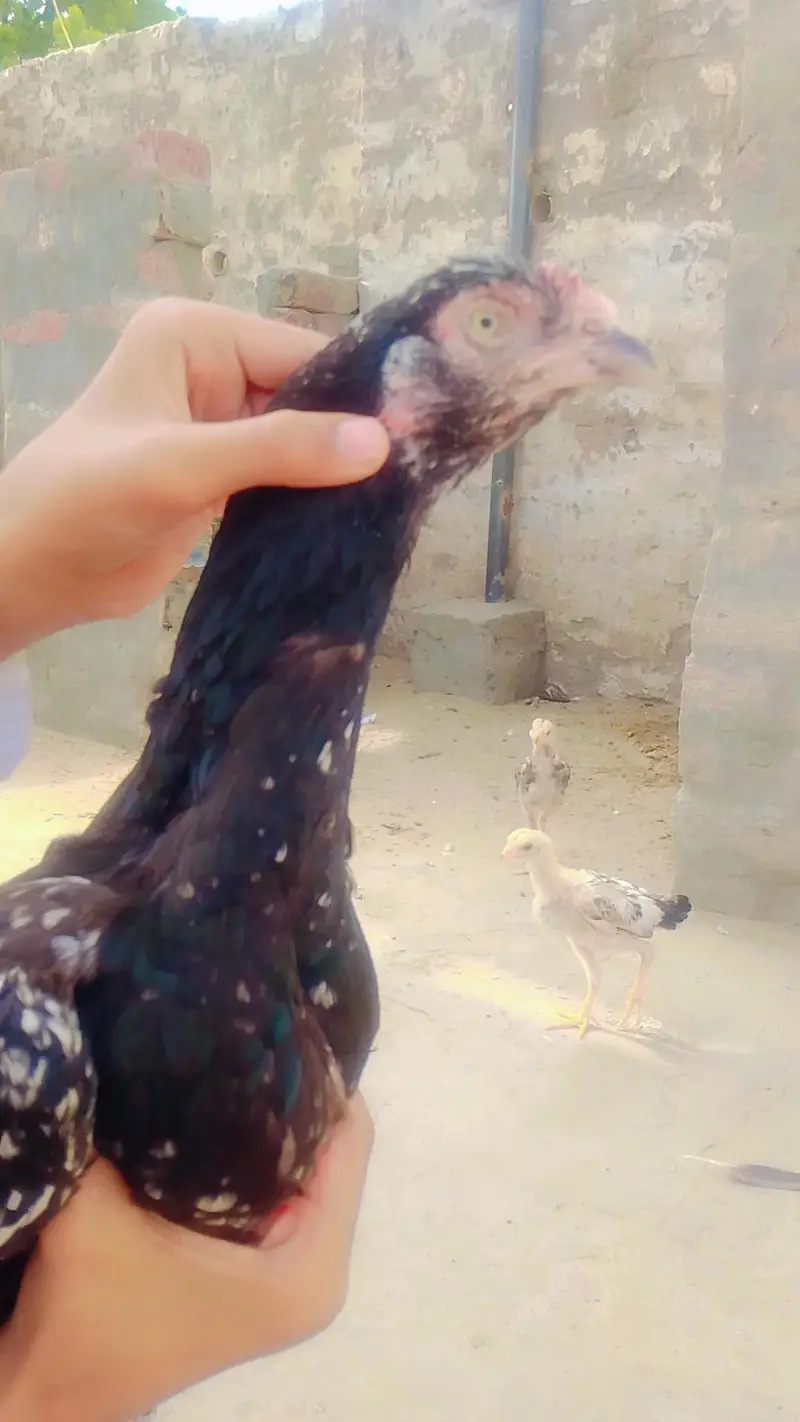 1aseel murga+2 murgian+2choze — photo 10
