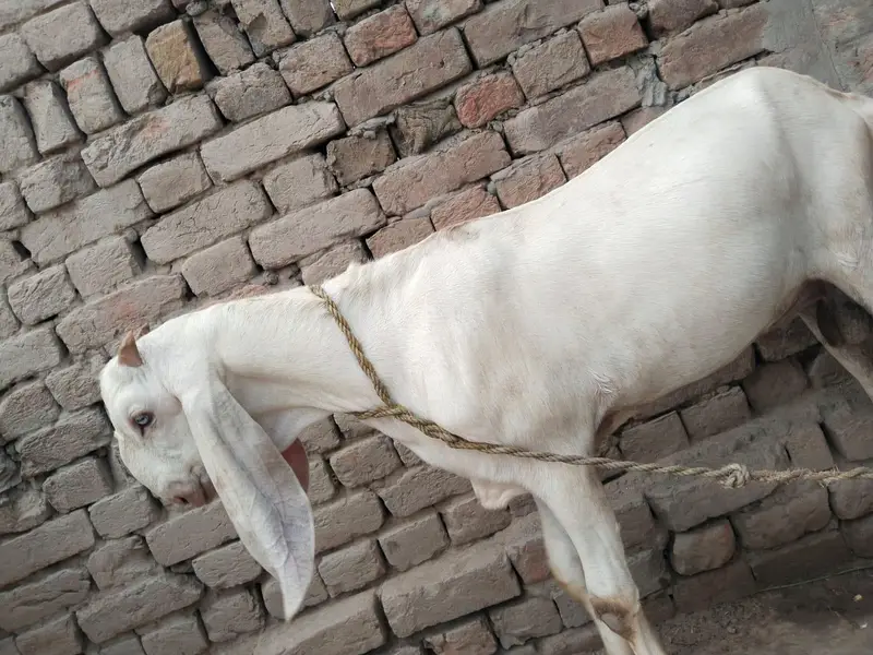 desi Bakra for sale 03490704921 — photo 3