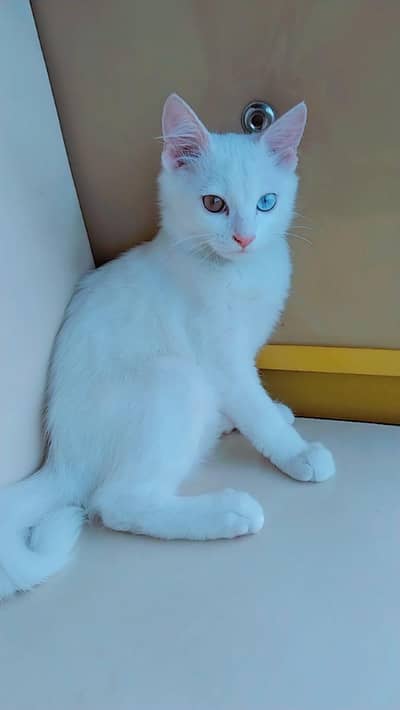 bought this cat
