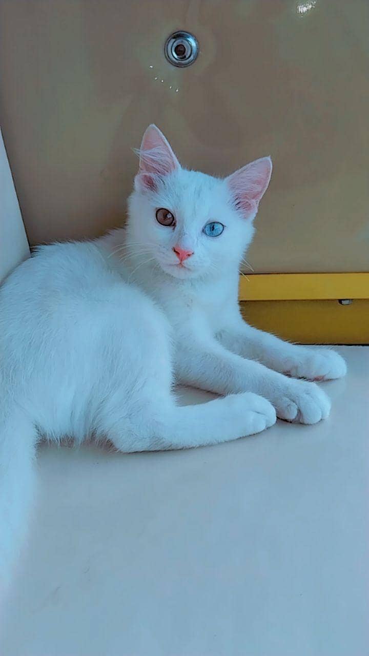 bought this cat 1