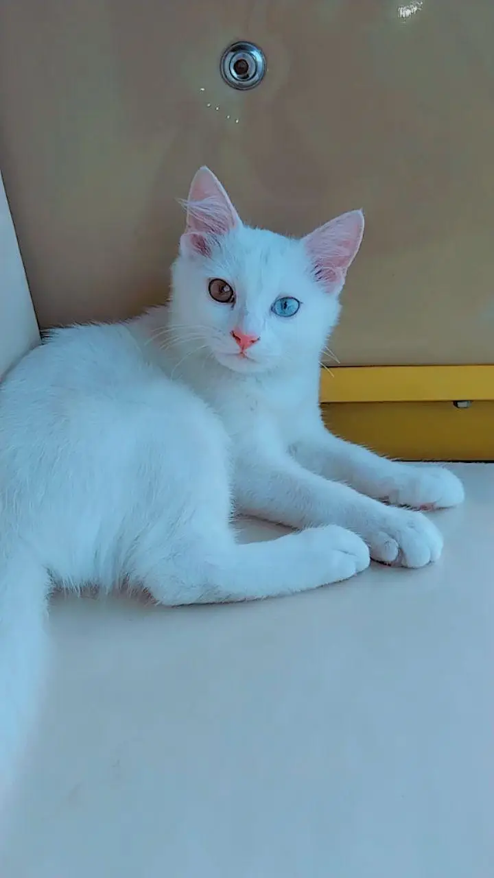 bought this cat — photo 2