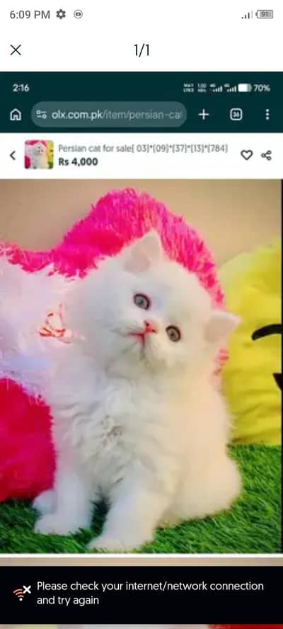 Persian cat for sale 2 month age available