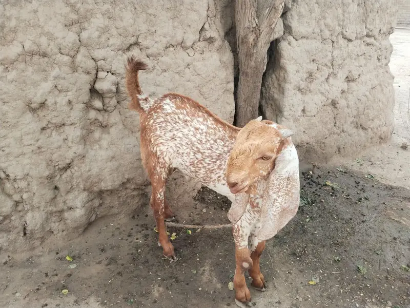 desi Bakra for Sale Call 03490704921 — photo 3