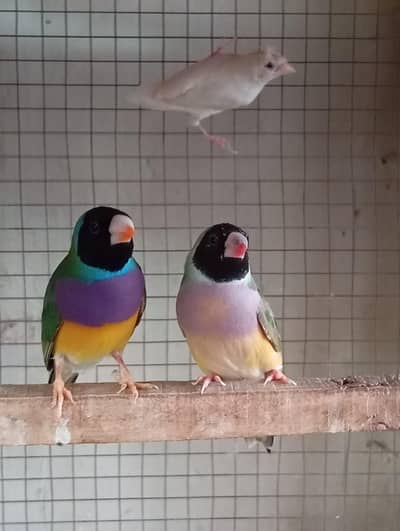 goldin finch female