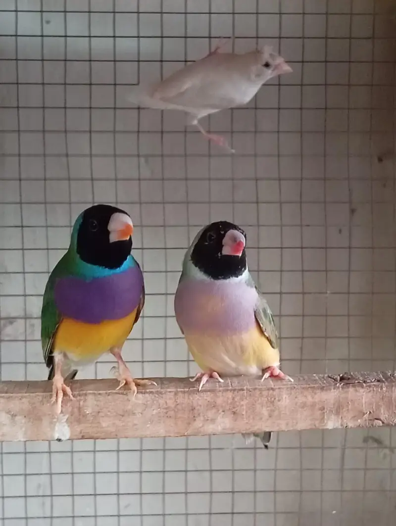 goldin finch female