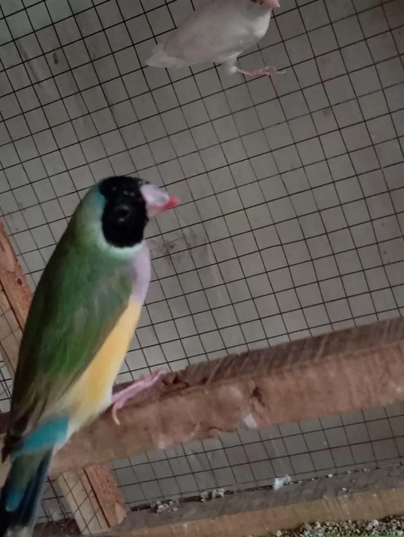 goldin finch female — photo 2