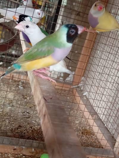goldin finch female