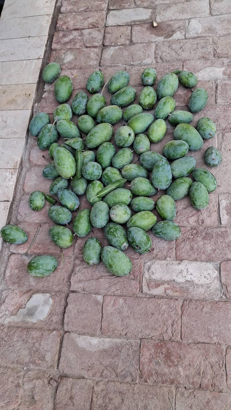 لیٹ سفید چونسہ آم 0