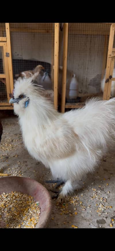 white silky hens 03402532667