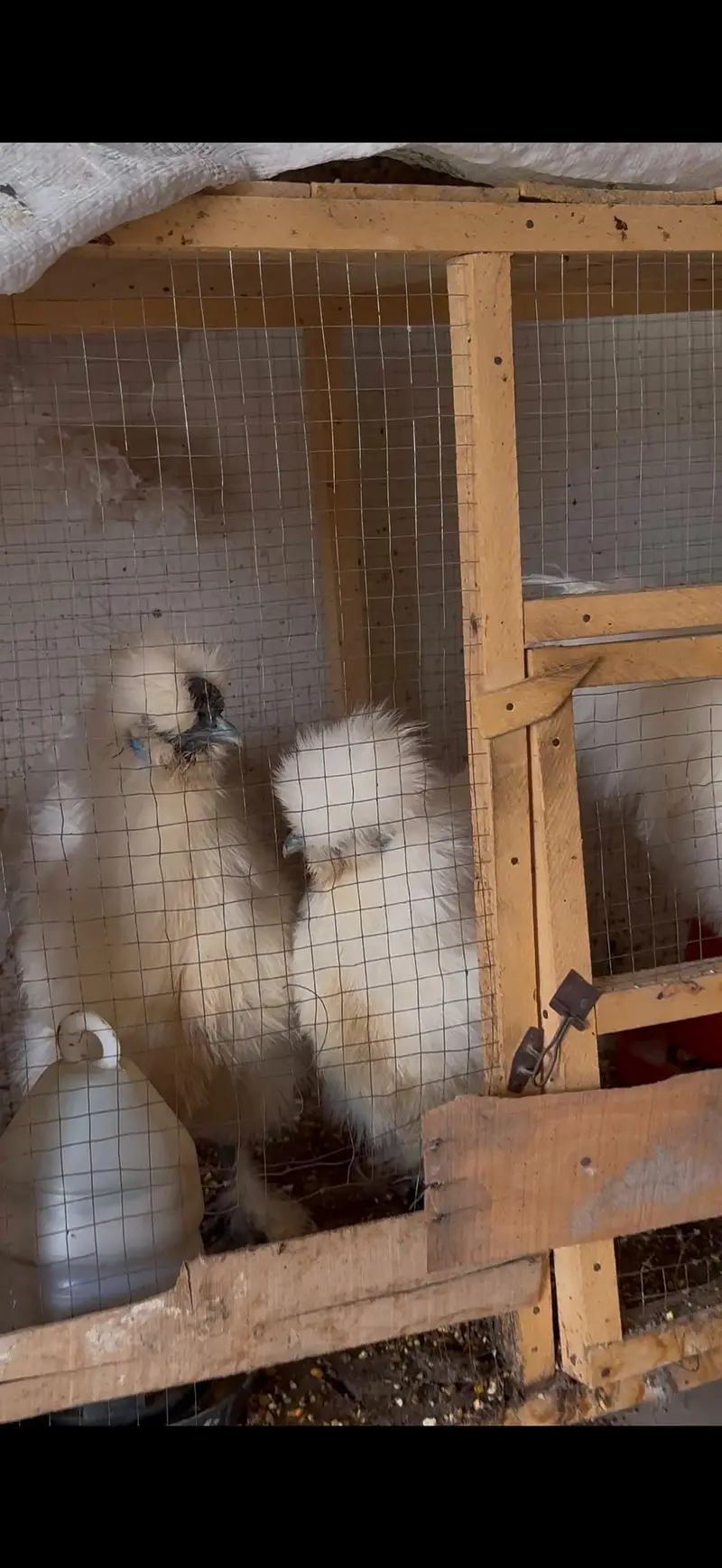 white silky hens 03402532667 — photo 2