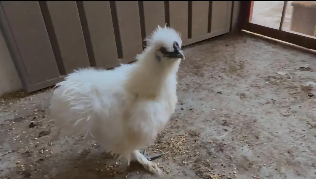 white silky hens 03402532667 — photo 3