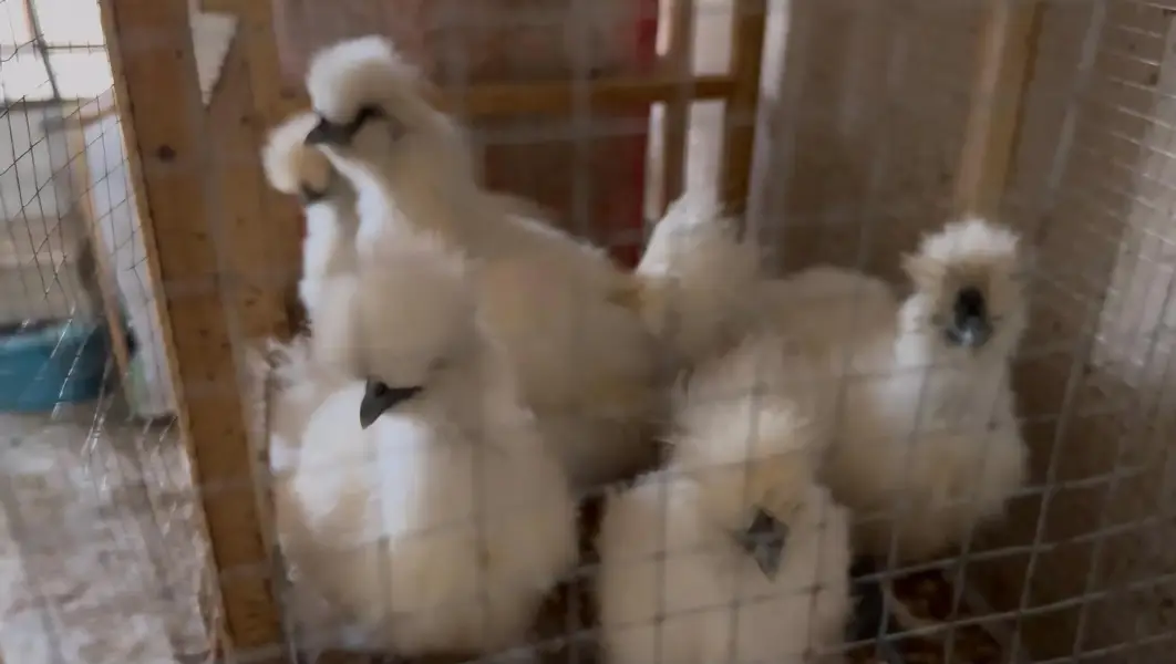 white silky hens 03402532667 — photo 4