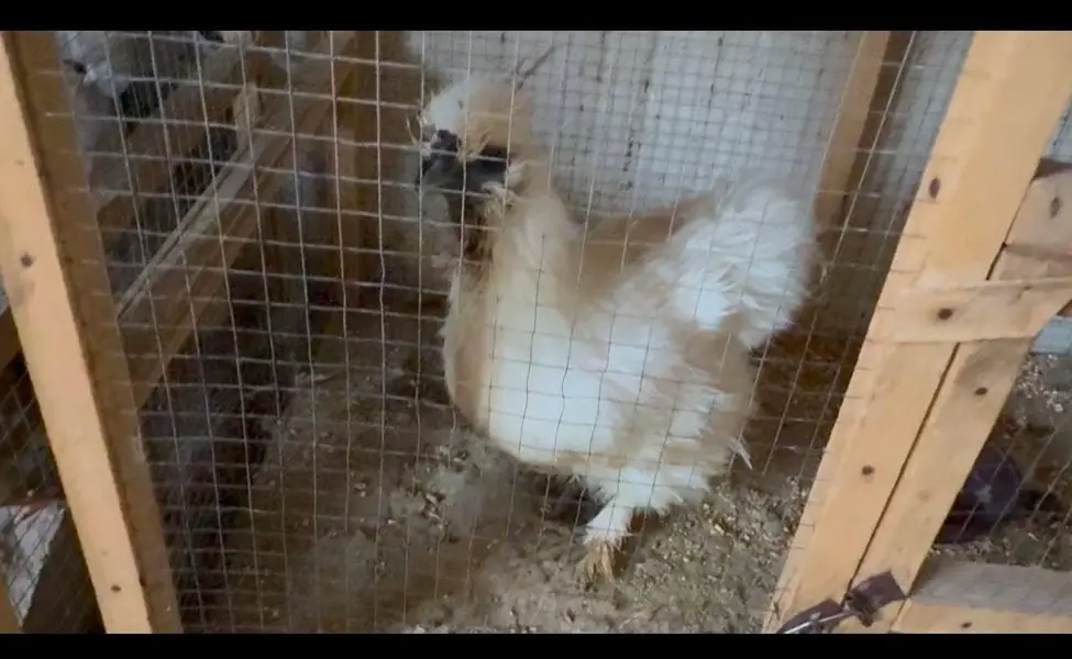 white silky hens 03402532667 — photo 5