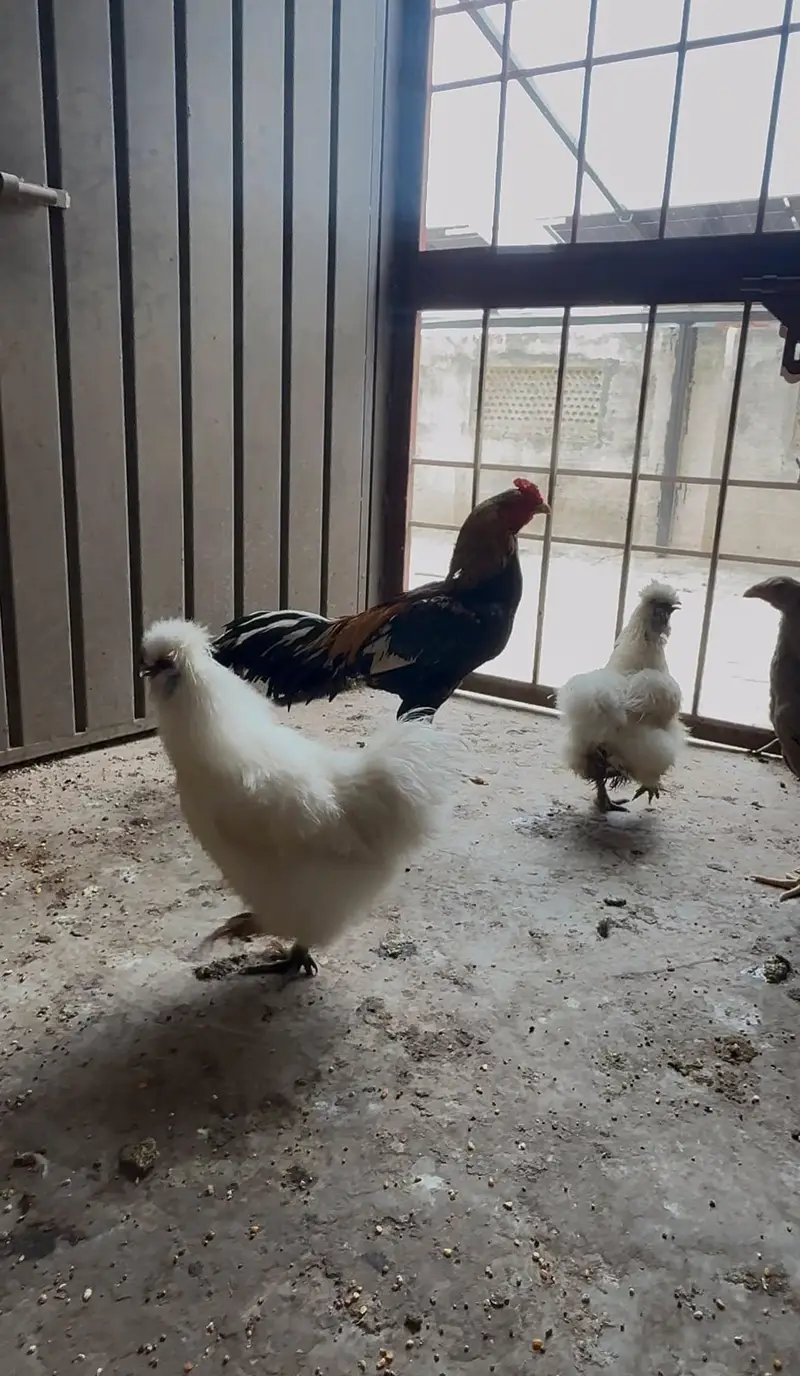 white silky hens 03402532667 — photo 6