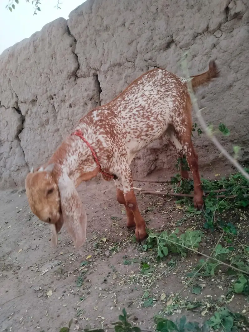desi Bakra for Sale 03490704921 — photo 2