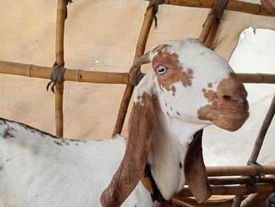 mekhi cheeni bakri