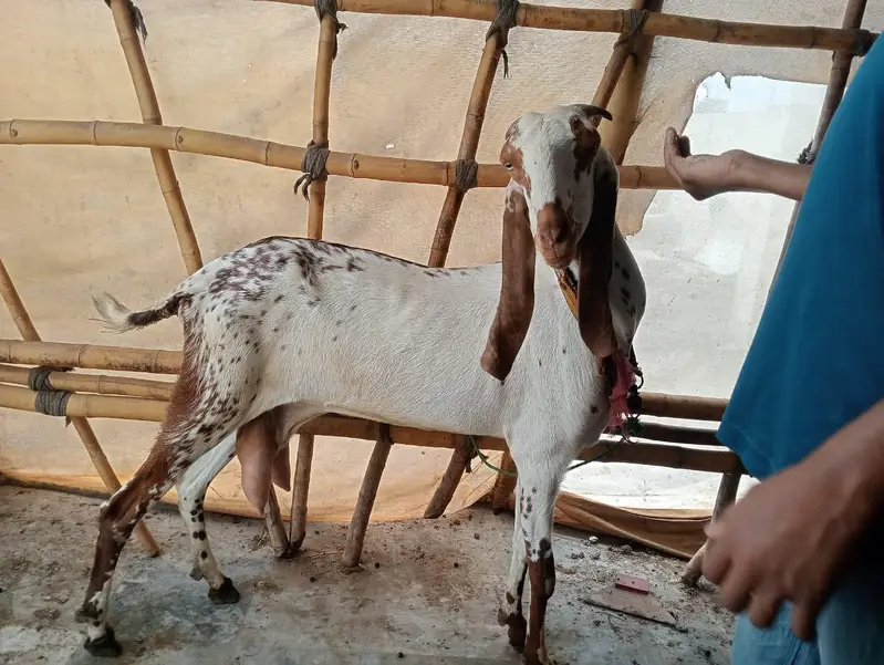 mekhi cheeni bakri — photo 2