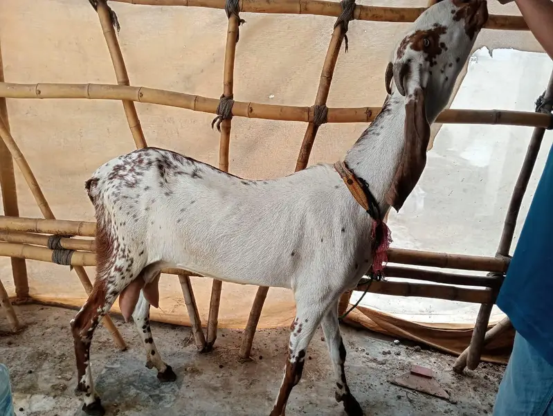 mekhi cheeni bakri — photo 3