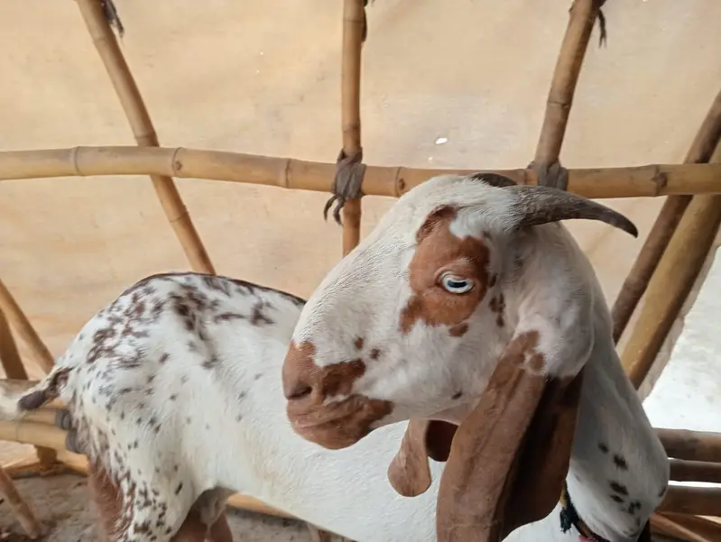 mekhi cheeni bakri — photo 4