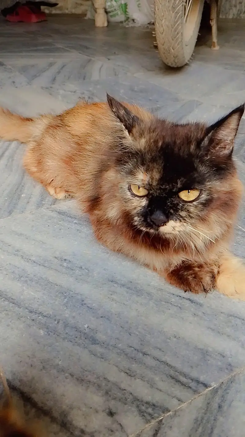 very beautiful and cute Cato — photo 2