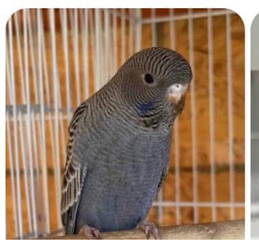 healthy active black face budgies