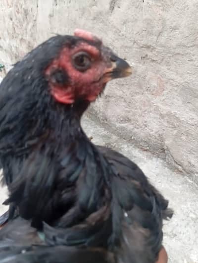 2 aseel Thai female for sale healthy and active egg leaving