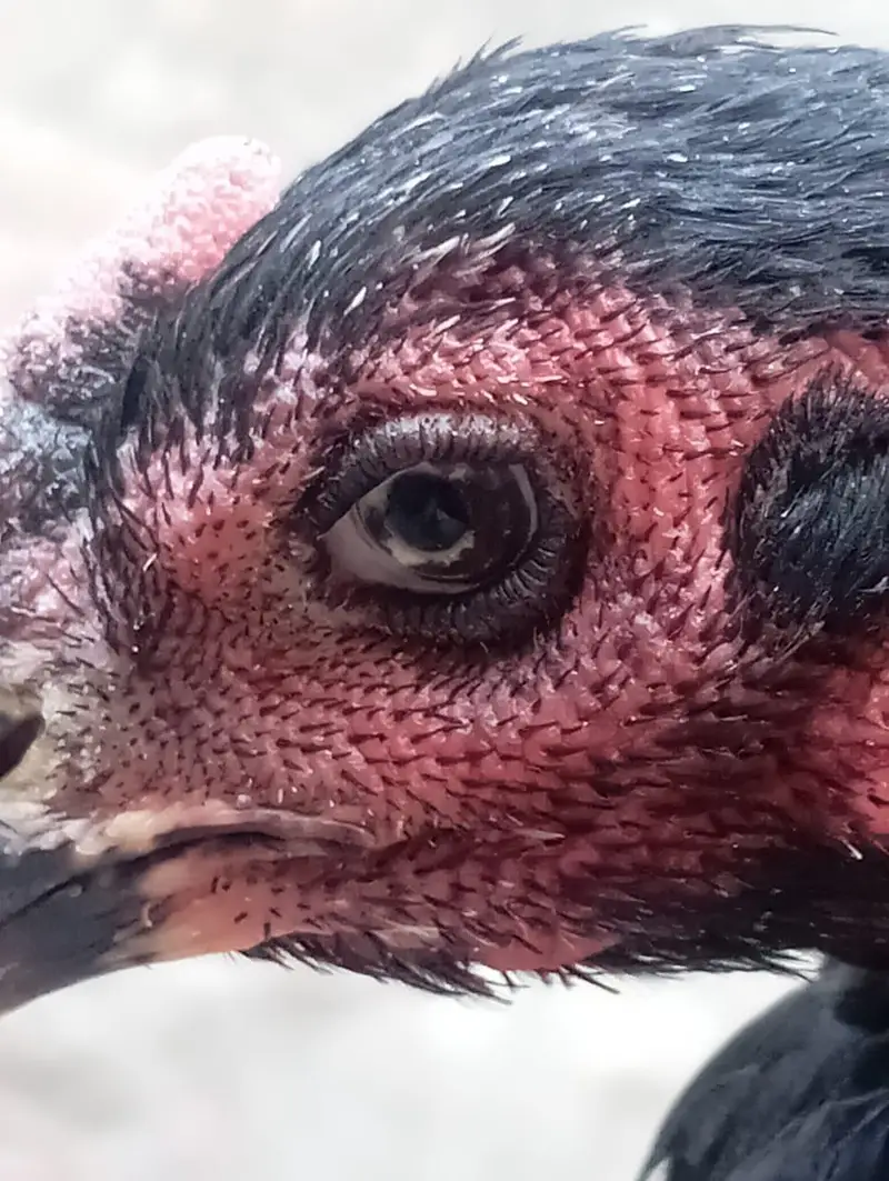 2 aseel Thai female for sale healthy and active egg leaving — photo 2