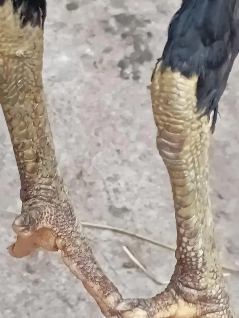 2 aseel Thai female for sale healthy and active egg leaving — photo 3
