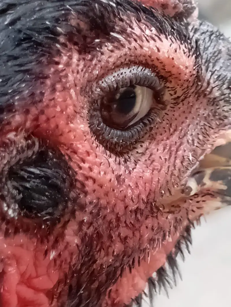 2 aseel Thai female for sale healthy and active egg leaving — photo 4
