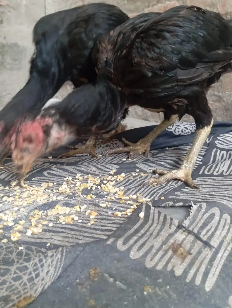 2 aseel Thai female for sale healthy and active egg leaving — photo 5