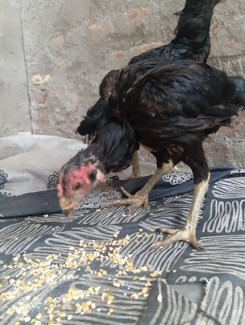 2 aseel Thai female for sale healthy and active egg leaving — photo 6