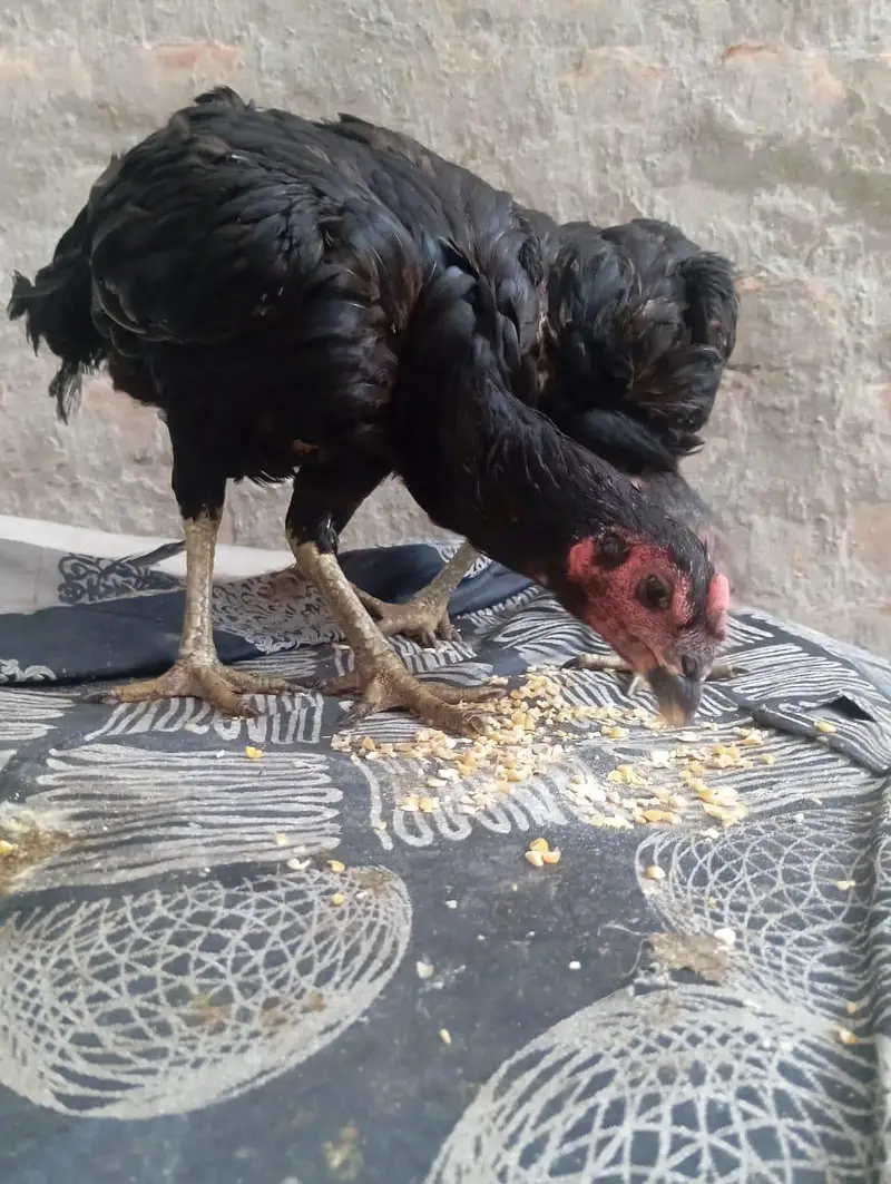 2 aseel Thai female for sale healthy and active egg leaving — photo 7